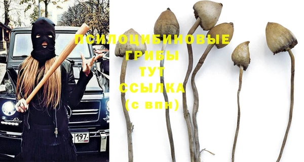 шишки Арсеньев
